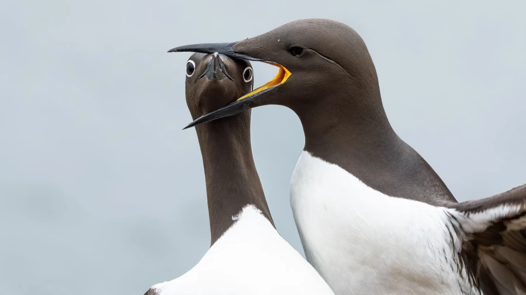 Warren Price Headlock