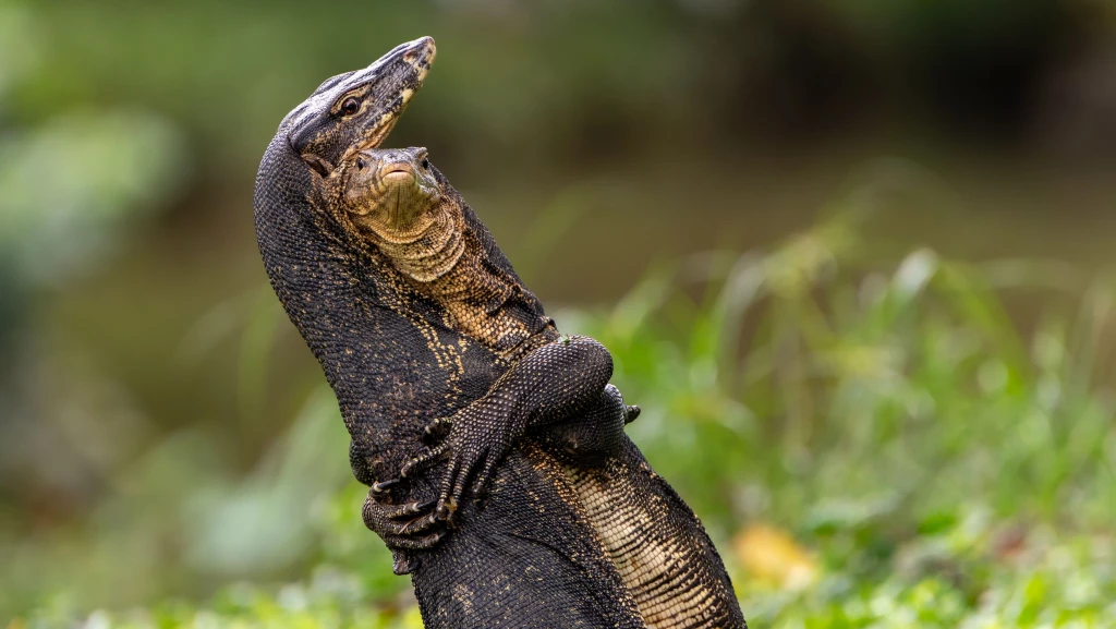 Jessica Emmett BattleHug