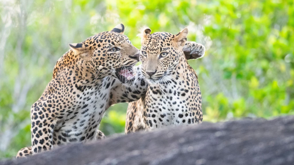 Hikkaduwa Liyanage Prasantha Vinod BadMouthing