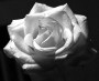 Wei&szlig;e Rose