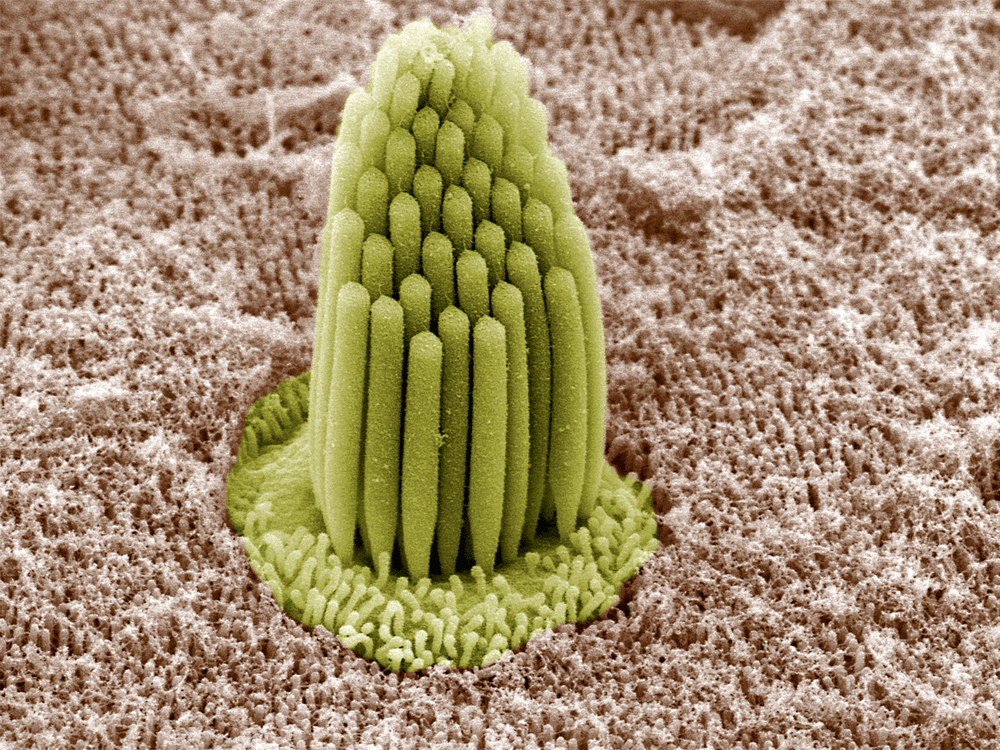 Scanning electron microscope view of the stereocilia "hair bundles" inside a frog's inner ear.