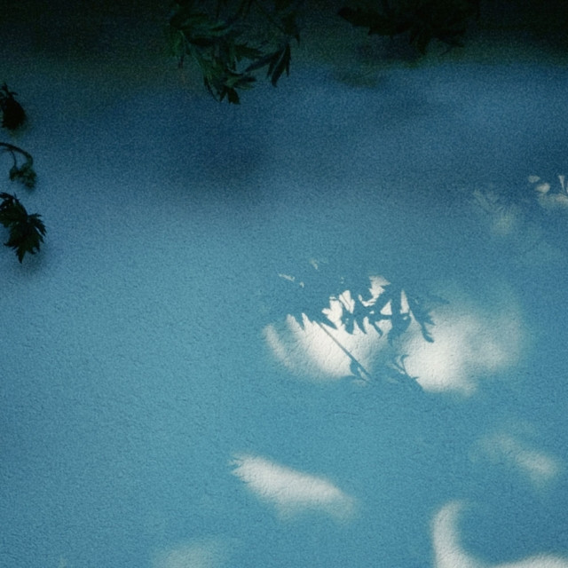 Shadows of blackberry branches on a cottage wall.