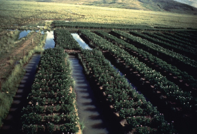 Revitalized irrigation channels in the Andean highlands, interspersed with raised-field patches growing some green crops.

Source: https://www.abovetopsecret.com/forum/thread913772/pg1