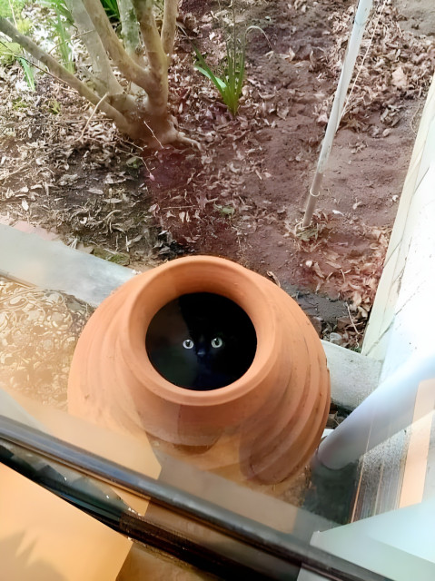 ALT

Gatito escondido dentro de una maceta.