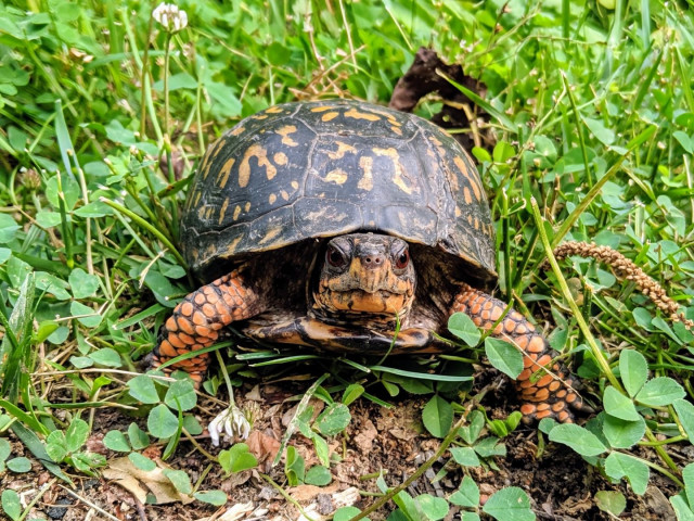 A box turtle in the grass.