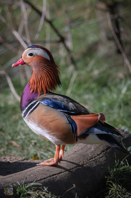 a multicoloured duck stood on a wooden beam