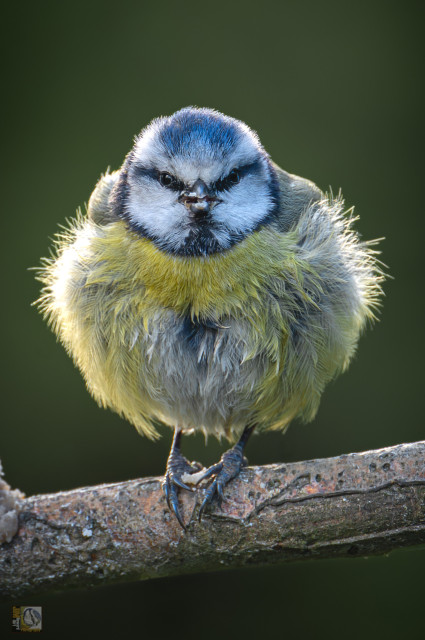 A young Bluetit perched on a branch