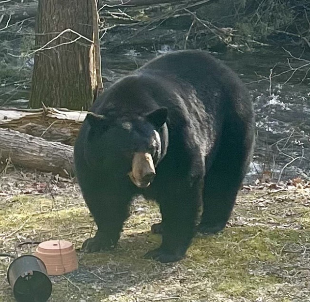 A very large Black Bear is standing over a metal post and ceramic seed feeder that it just tore out of the mossy ground. It has all 4 of its paws on the ground and is facing my living room window. Thankfully I am indoors taking a somewhat shaky photo through the window. In the background you can see a brook, though the bear’s considerable backside is blocking most of it.