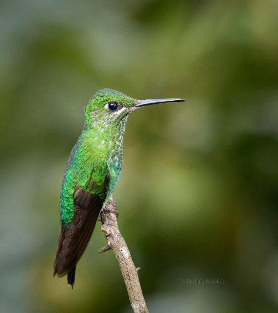 A green hummingbird with brown tail, the Green-crowned Brilliant, seen in profile looking right, perched on a branch 