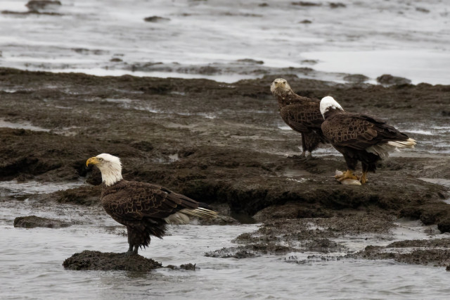 3 bald eagles standing in mud around moving water looking for fish.