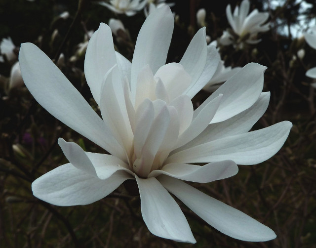 Close up photography of a partially open magnolia white flower. Petals close to the centre have a pinkish hue and delicate veins can be seen on the exterior petals. Other magnolia flowers are in the background, as well as brown branches.