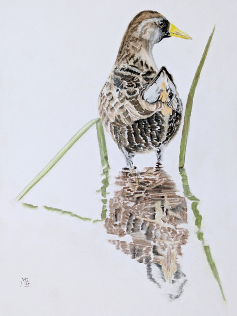 A drawing in pastels of a sora, a North American water bird, standing in water among some grasses. The background is left blank as is the water outside of the reflections of the bird and the grass.
