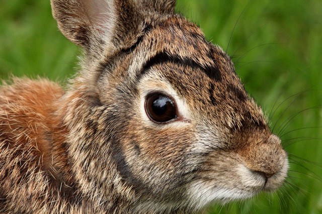 Close up of Eastern Cottontail Rabbit with green background