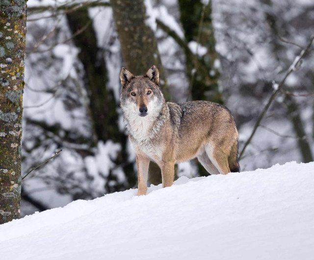 The wolf, spotted deep in the woods of Italy’s Gran Bosco di Salbertrand park, was not grey like his companion, but an unusual blond. His colouring indicated this was not a wolf at all, but a hybrid wolfdog – the first to be seen so far into Piedmont’s alpine region.