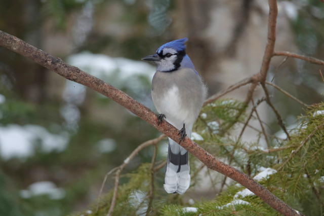 A Blue Jay sits upright on a small branch of a coniferous tree.
Dark green forest with some snow in the background.