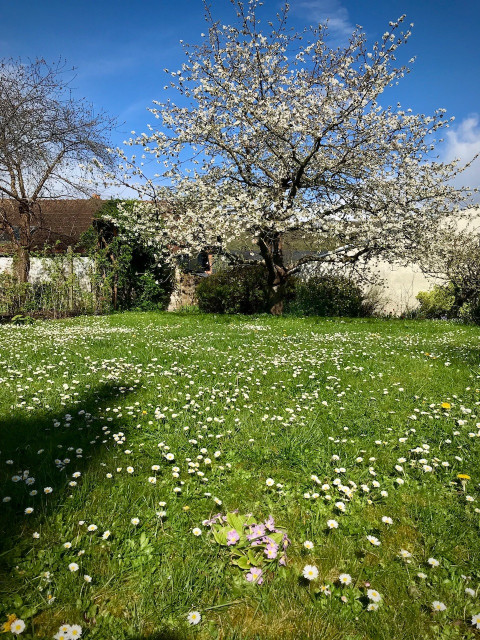 An image of a lush, unmown lawn in late March, showing lots of small flowers, which are mostly daisies, primroses and dandelions. Soon there will be buttercups too.
At the foot of the garden is a blossoming cherry tree in front of a blue sky, with a terracotta roof to the side.  And yes... for the observant, just in front, there are the beginnings of what is a roughly 10 metre stretch of raspberry bushes (two lines deep! Yum!)