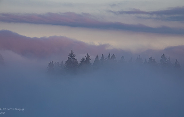 Fog blankets the evergreens, only top of some trees are peeking out. The fog here and there is bathing in pink at sunrise. Bellevue, Washington 