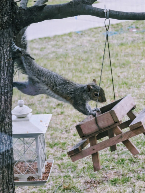 A squirrel stretching from the tree to reach the birdseed in the picnic table bird feeder.