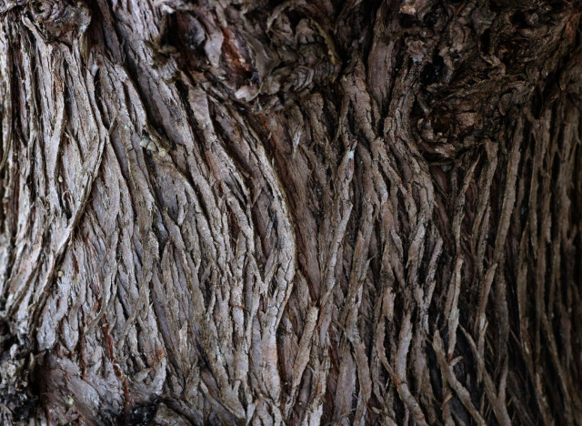 Close up on the bark of an eastern white cedar (Thuya occidentalis). The bark is grey and red-brown and organized in both wavy and vertical strips peeling a little, as it is typical of the species.