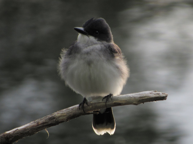 A kingbird perched and fluffed up against a chilly wind.
