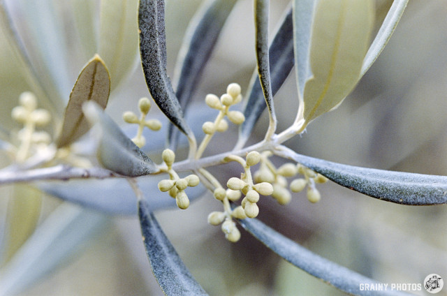Close-up colour film photo of olive blossom in bud.