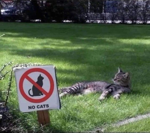 Grey tabby lying on a lawn with a big NO CATS sign right in front of it.
