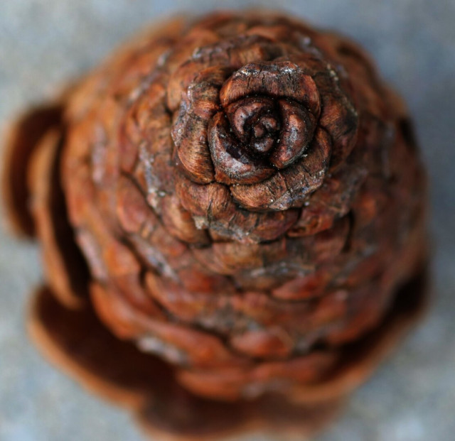 Macro photography of an orange brown spruce cone, from the top. The cone is closed and only a couple of scales are open at the base. Because the photography was taken right over the cone, only the tip is on focus. The scale being tightly closed together, the tip of the cone looks like a flower. The scales are brown with some grey.