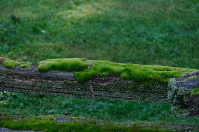thick luscious moss on an old fence bar, with green grass in the background