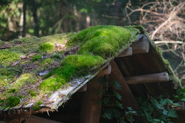 heaped moss on the roof of a rickety wooden structure, easily several inches thick in some spots. 