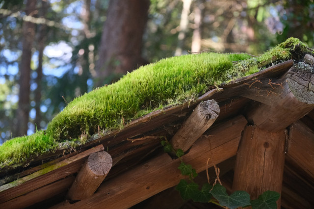 another view of the moss on the roof, showing just how deep it is. it could be a good four inches deep. 