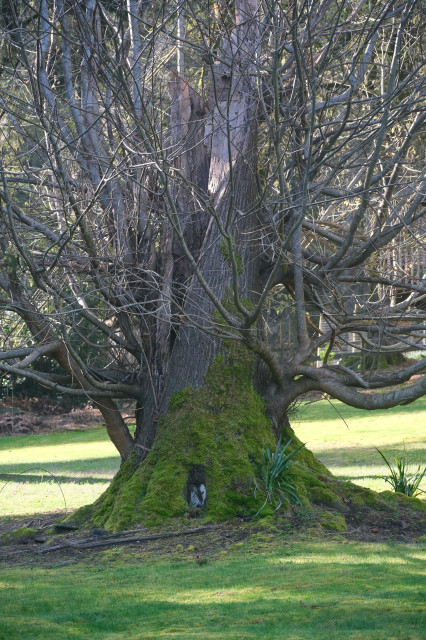 a tremendous tree trunk blanketed in moss, with many small branches cascading outwards 