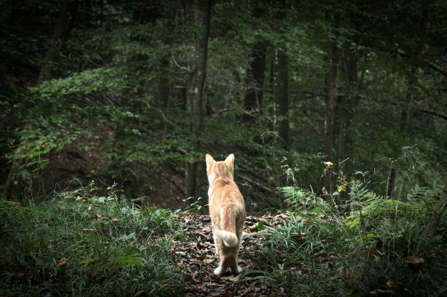 Eine rote Katze steht mitten auf einem Pfad im Wald. 