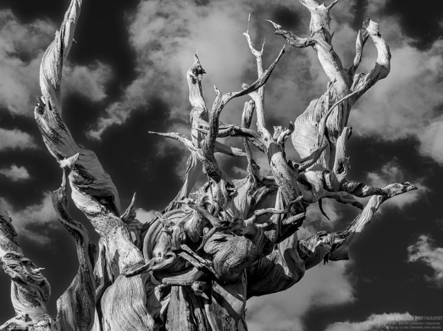 A black and white photograph of an extremely gnarled and twisted dead tree against a nearly black sky with white clouds.