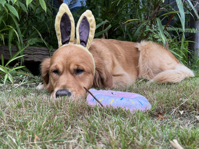 Golden retriever lying on grass in garden, wearing rabbit ears. She looks quite ambivalent about the whole thing.