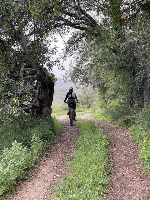 A cyclist riding along a dirt path in a green landscape with olive trees.