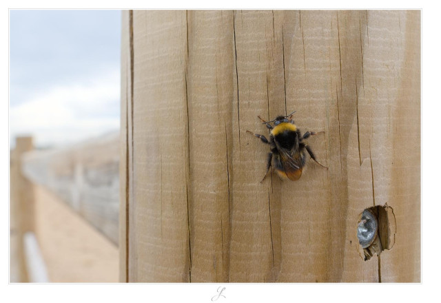 Close-up of a bumblebee sitting on a light-colored wooden post of a horse fence. Its wings are folded on its back. The back has two soft orange stripes at the top and bottom, the rest of the body is black. The blurred background is in pastel tones.

AI disclaimer: Using my work, its meta data, written or derived description to create media with or train AI based systems is prohibited.