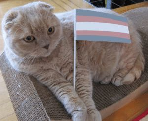 A Picture featuring a cat lying on the floor, staring to the right side of the image, while holding a trans flag between their legs. Shout out to transgender people!
