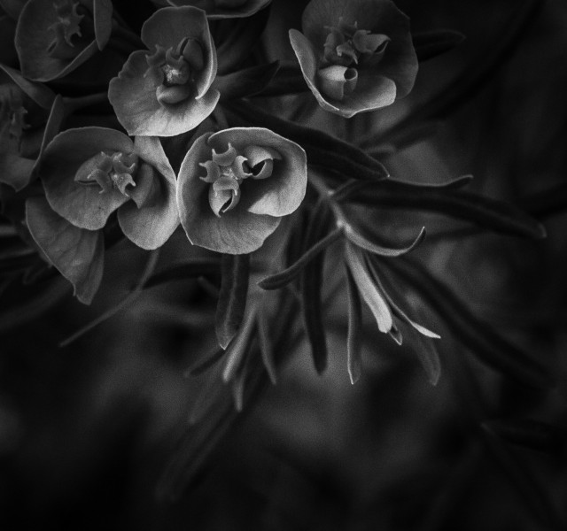 The image captures a close-up view of flowers and their leaves.
The photo is in black and white, giving it an artistic and dramatic effect.
This is a macro shot, focusing on the intricate details of the flowers and leaves.
The background is blurred, emphasizing the flowers and leaves in the foreground.
The image is monochromatic with varying shades of grey, black, and whit