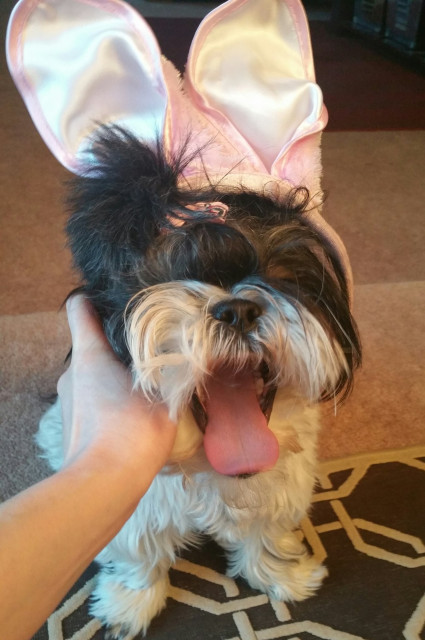 Black and white shih Tzu dog with her mouth open and tongue showing with a pair of pink and white satin bunny ears on her head. 