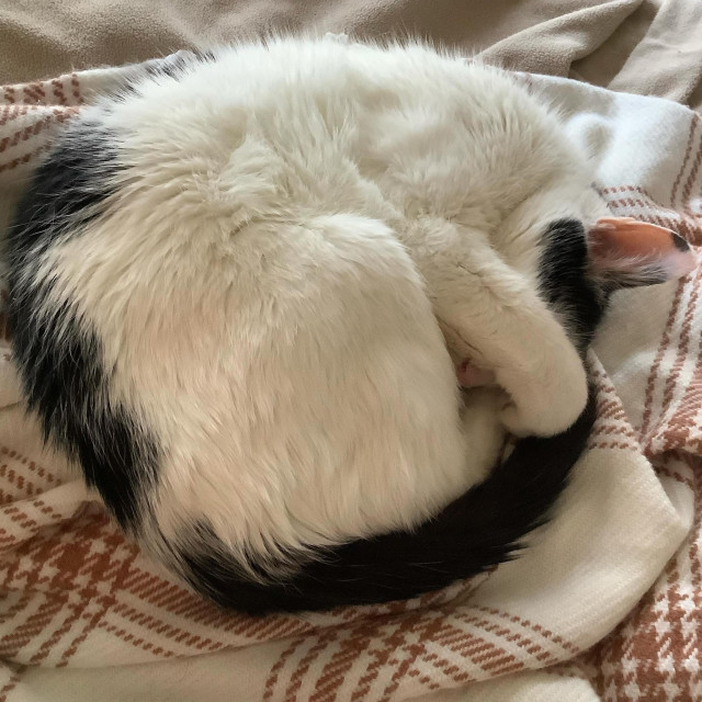 A white cat with black markings curled up asleep on blankets with one arm covering his face. 
