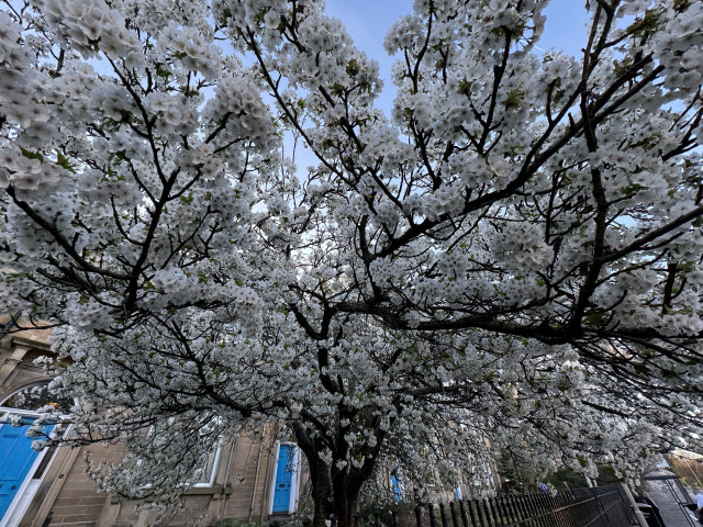 A tree thickly covered in white blossom.