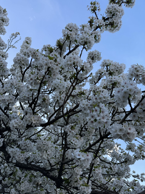Part of a tree that’s thickly covered in white blossom, against a blue sky.