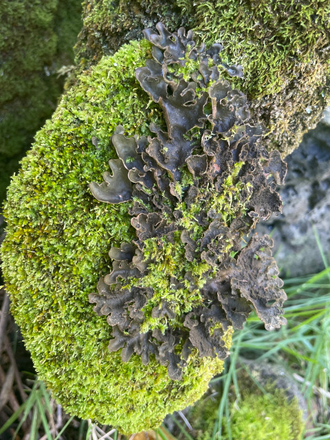 Green Mosses, living compatibly with dark brown lichen on a stump world ❣️