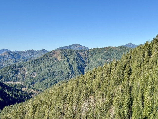Light and dark green trees cover hills and mountains in the Tillamook State Forest. Light blue clear sky.
