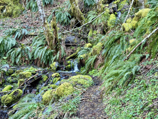 Wilson River Trail rounds a corner over a small creek crossing. Green ferns and light green moss covered rocks along the sides of the trail.