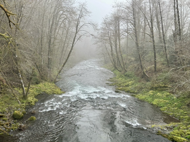 A light fog blankets the forest along the North Fork Wilson River near the Diamond Hill OHRV park. Thin trees line the banks of the river.