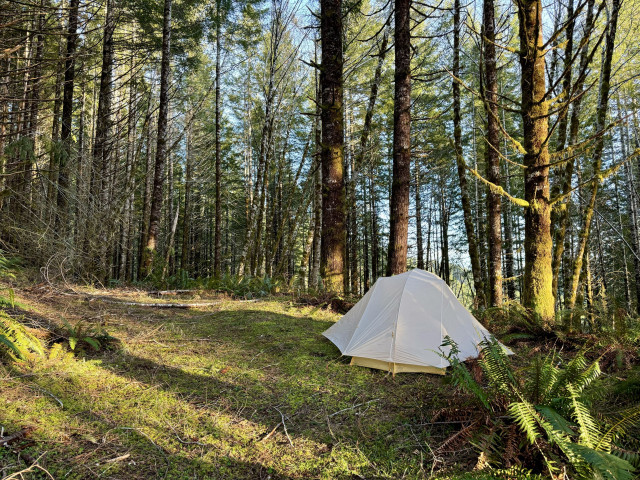 White and yellow backpacking tent is pitched along an abandoned forest road and trail. A peaceful location about a half mile off of the Wilson River Trail that gets few visitors. Tall trees and green ferns fill the forest. 