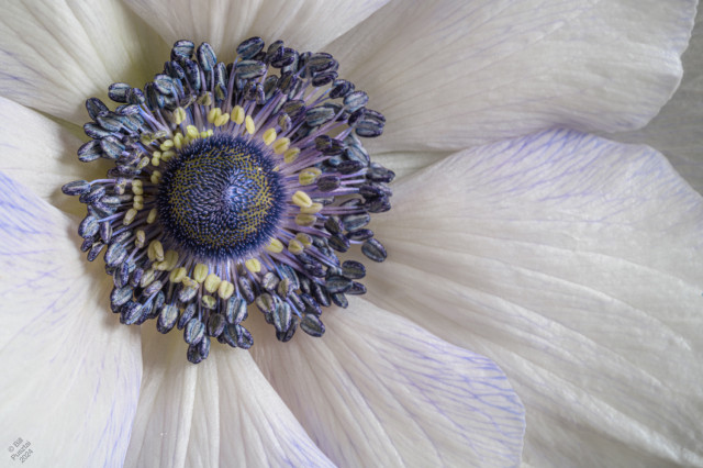 Closeup, the flower fills the frame. Petals are white with splashes of blue here and there, anthers and central cone becoming deep indigo as they mature. 
