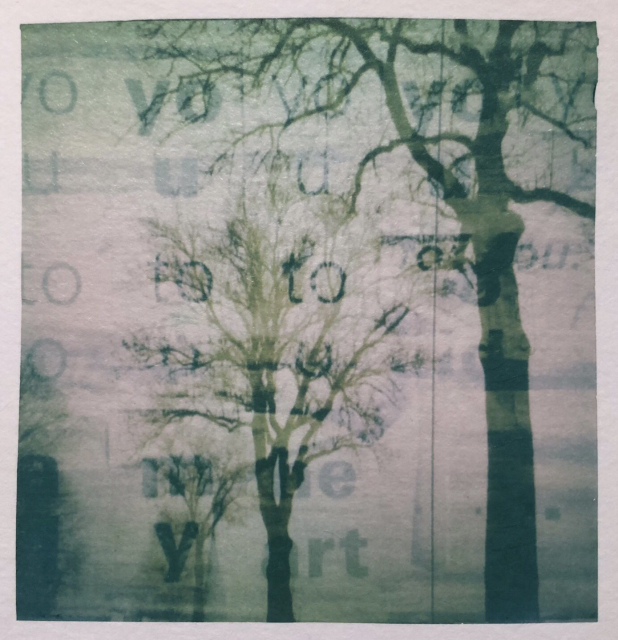 Polaroid emulsion lift of a photo showing 3 trees silhouettes in perspective. 