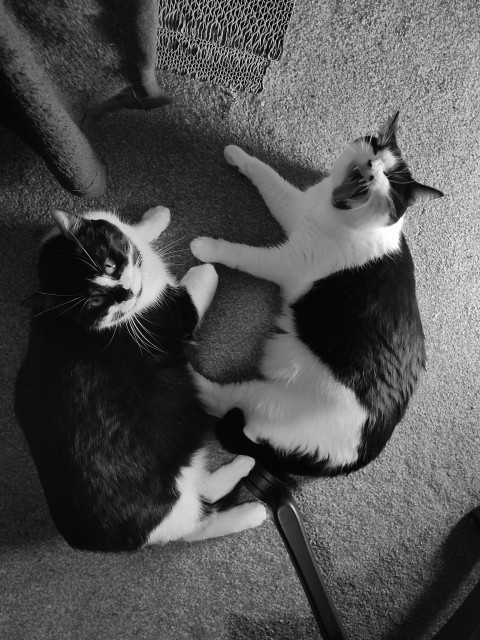 Monochrome shot of two black and white cats laying on floor, with right one yawning 